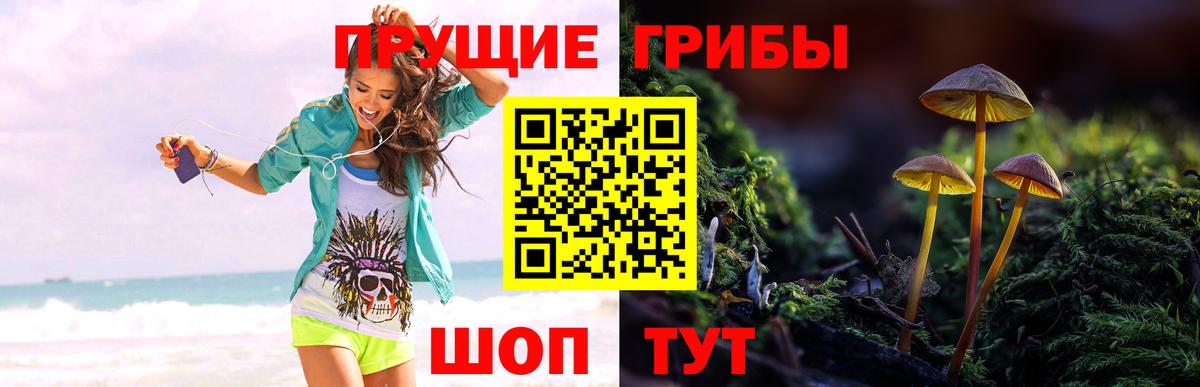 Галлюциногенные грибы Psilocybine cubensis  Каменка 